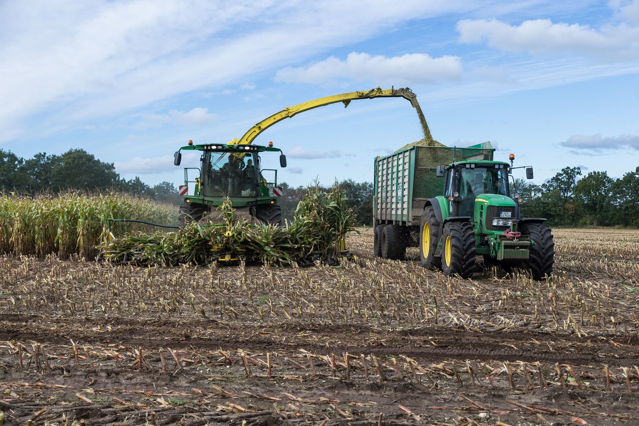 Bild 171 - Maisernte